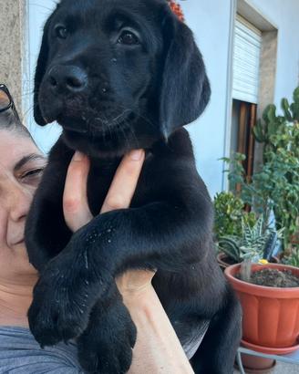 Cucciola femmina di Labrador nera pedigree e