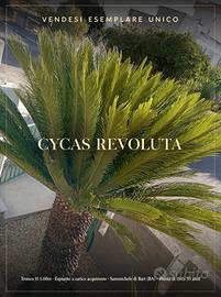 CYCAS REVOLUTA ESEMPLARE UNICO