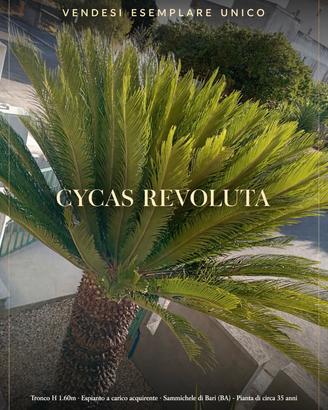 CYCAS REVOLUTA ESEMPLARE UNICO