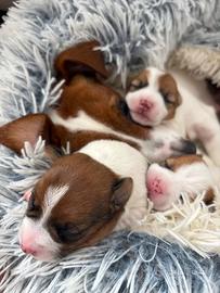 Cucciolata Jack Russell Terrier