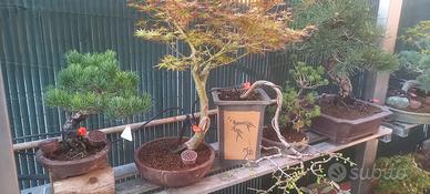 bonsai