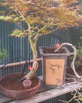 bonsai
