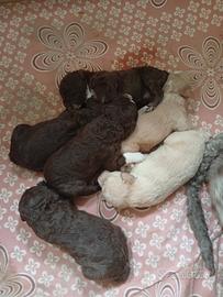 Lagotto romagnolo livorno