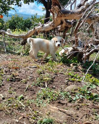 Cuccioli pastore dell'Asia centrale