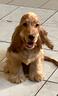 ubaldo-cucciolo-di-tipo-cocker-spaniel