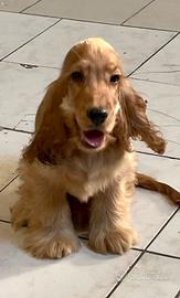 UBALDO Cucciolo di tipo Cocker spaniel