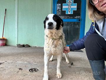 Oreo cucciolone in adozione