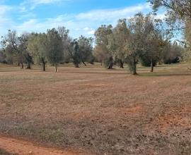 Terreno agricolo di 48.000 mq