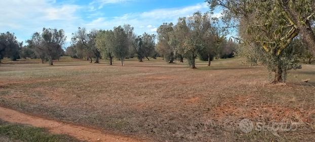 Terreno agricolo di 48.000 mq