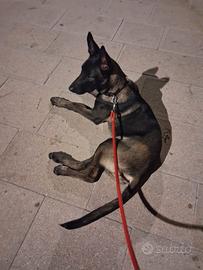Cane pastore malinois