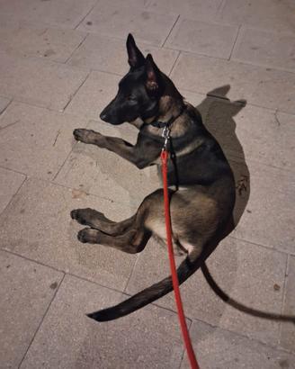 Cane pastore malinois