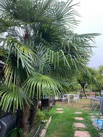 Palme