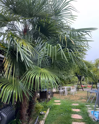 Palme