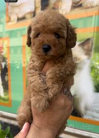 Cuccioli di barboncini generoso