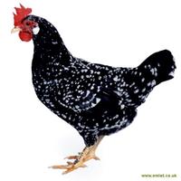 Galline Uova