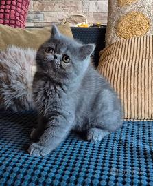 Exotic shorthair gattina pedigree Enfi