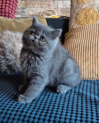 Exotic shorthair gattina pedigree Enfi