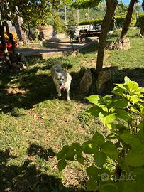 Siberian husky