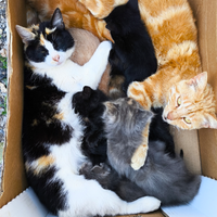 Cuccioli di gatto