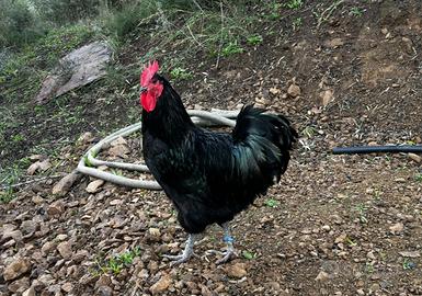 Australorp