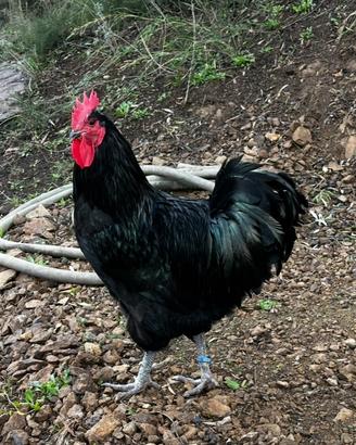 Australorp