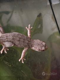 Blaesodactylus sakalava