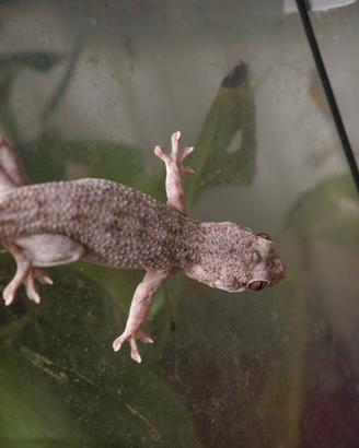 Blaesodactylus sakalava