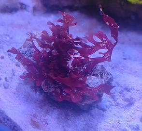 Macro Alghe gracilaria