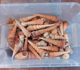 conchiglie per decorazioni