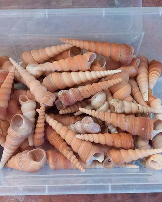 conchiglie per decorazioni