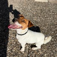 Maschio jack Russell terrier