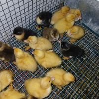 Anatroccoli di antre pechino