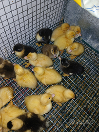 Anatroccoli di antre pechino