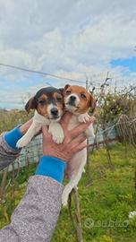 Stupendi cuccioli di Jack Russell gamba corta