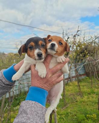 Stupendi cuccioli di Jack Russell gamba corta