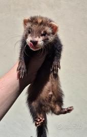 furetti