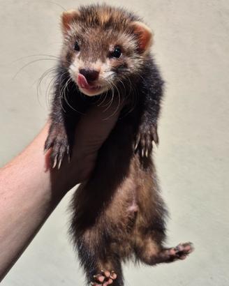 furetti