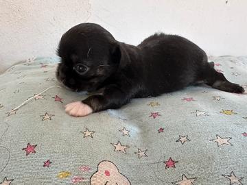 Chihuahua