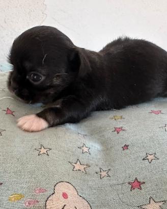 Chihuahua