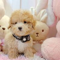 BARBONCINO TOY & BARBONCINI NANI cuccioli