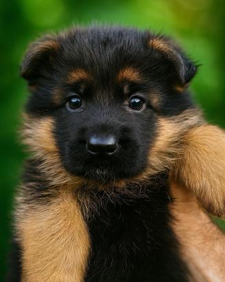 Cuccioli Pastore Tedesco