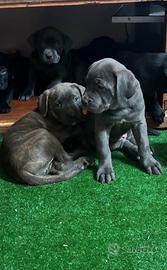 Cuccioli cane corso - Animali In vendita a Rovigo