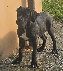 Cucciole Cane Corso