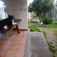 Cuccioli di border collie