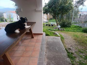 Cuccioli di border collie