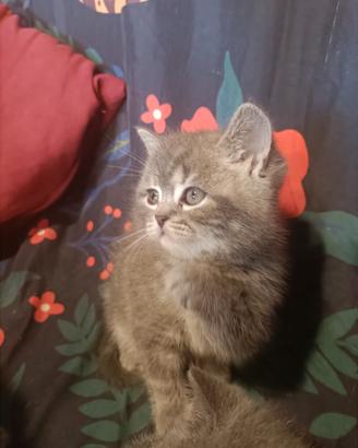 Cuccioli Scottish fold