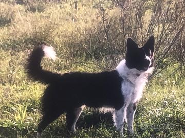 Cuccioli botder collie