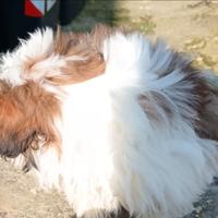 Cuccioli di Shitzu
