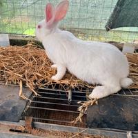 Conigli bianchi Nuova Zelanda