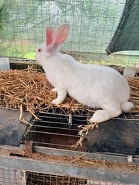 Conigli bianchi Nuova Zelanda